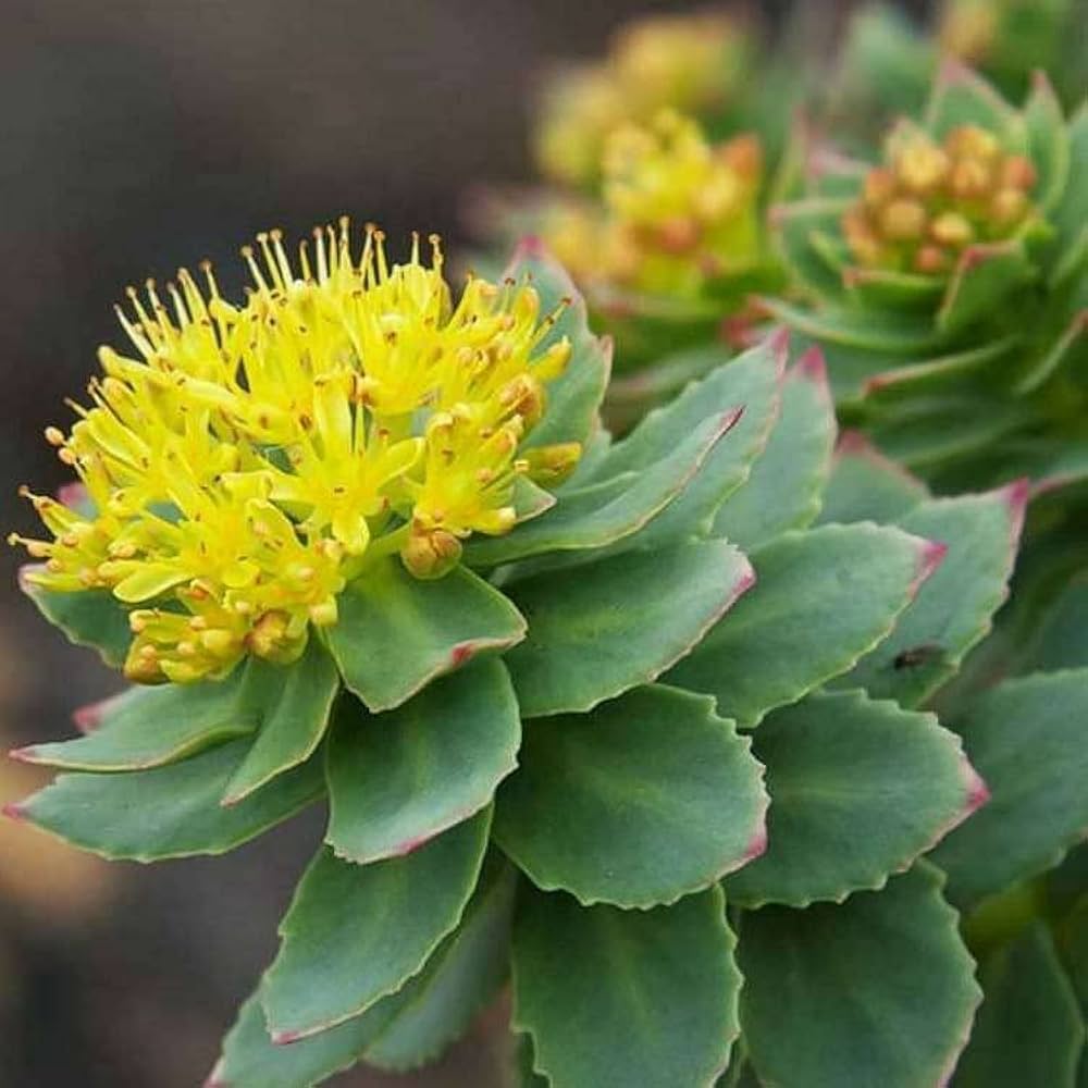 Green Rhodiola Rosea Flower seeds for Planting - Hardy Variety, Heirloom & GMO Free Seeds for Home Garden