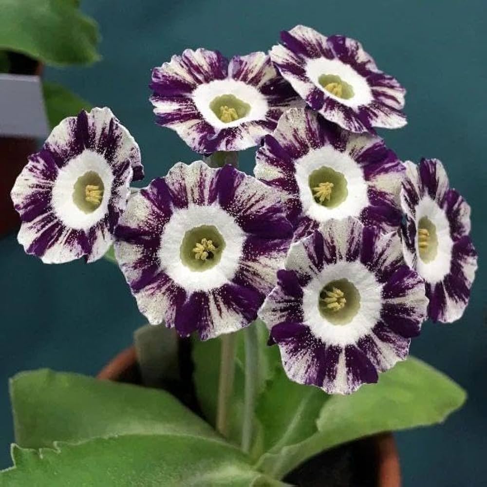 Dark Purple Primrose Flower seeds for Planting Seasonal Bloomer Heirloom & GMO Free Seeds for Home Garden 
 
 Sale
