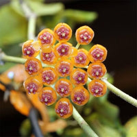 Light Orange Hoya Flower Seeds for Planting Wildflower Mix Heirloom & GMO Free Seeds for Home Garden
 
 Sale