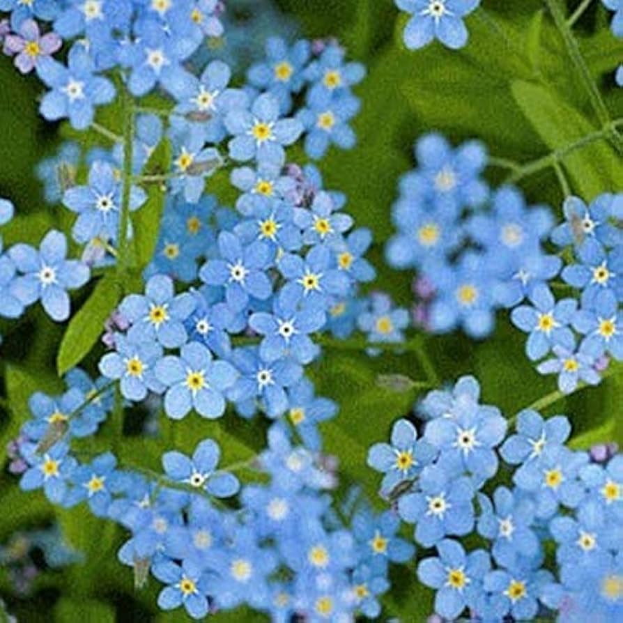 Cynoglossum Flower seeds for Planting Easy to Grow Heirloom & GMO Free Seeds for Home Garden