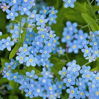 Cynoglossum Flower seeds for Planting Easy to Grow Heirloom & GMO Free Seeds for Home Garden