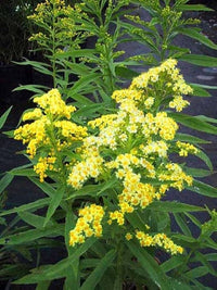 Yellow Solidago Flower seeds for Planting - Hardy Variety, Heirloom & GMO Free Seeds for Home Garden