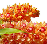 Multi Color Cymbidium Maxillaria Flower Seeds for Planting Fragrant Blossoms Heirloom & GMO Free Seeds for Home Garden
 
 Sale