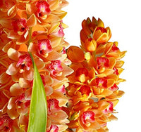 Multi Color Cymbidium Maxillaria Flower Seeds for Planting Fragrant Blossoms Heirloom & GMO Free Seeds for Home Garden
 
 Sale