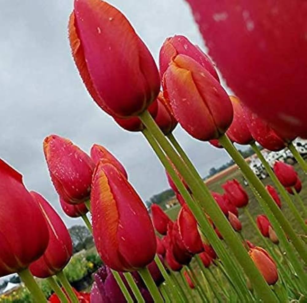 Burgundy Tulip Flower Seeds for Planting Cut Flower Favorite Heirloom & GMO Free Seeds for Home Garden
 
 Sale