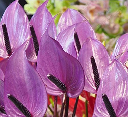 Dark Purple Anthurium Flower Seeds for Planting Cut Flower Favorite Heirloom & GMO Free Seeds for Home Garden
 
 Sale