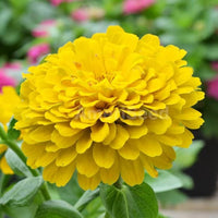 Yellow Zinnia Seeds Zinnia elegans for Planting in Flower Bed and Urban Garden