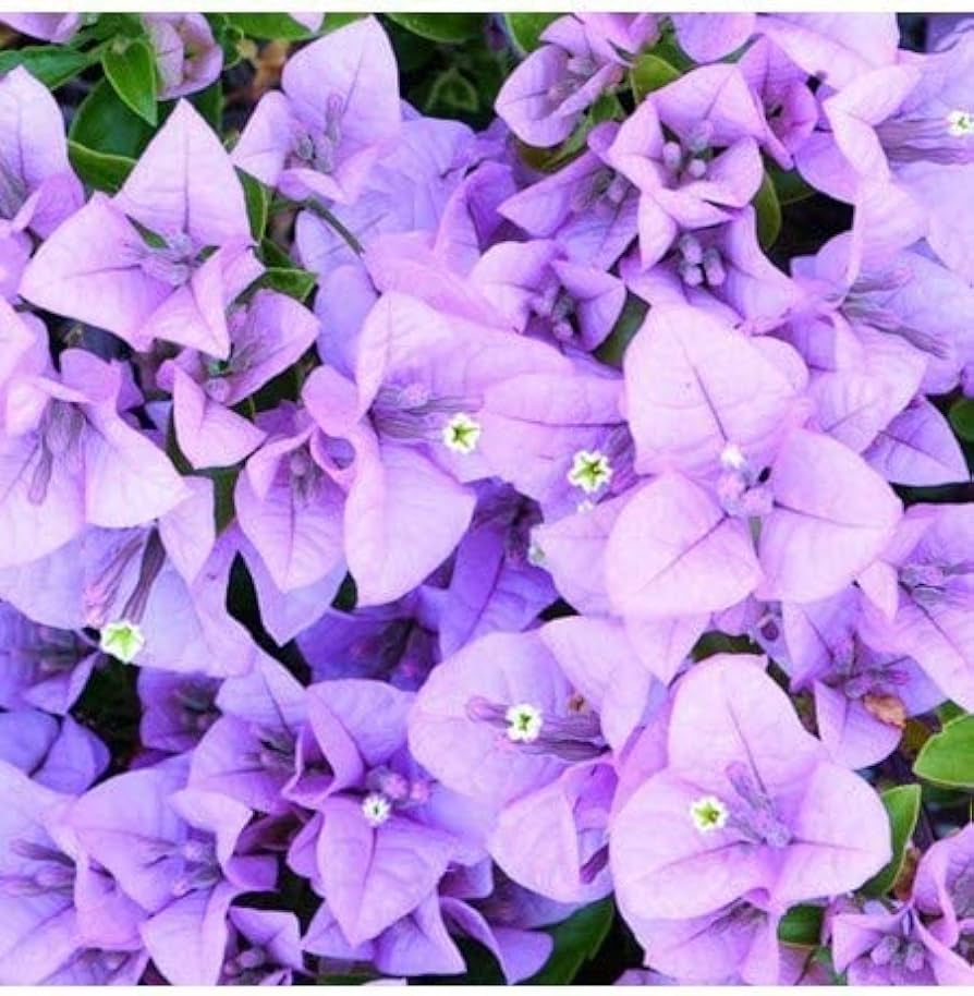 Bougainvillea Lavender Flower seeds for Planting - Hardy Variety, Heirloom & GMO Free Seeds for Home Garden