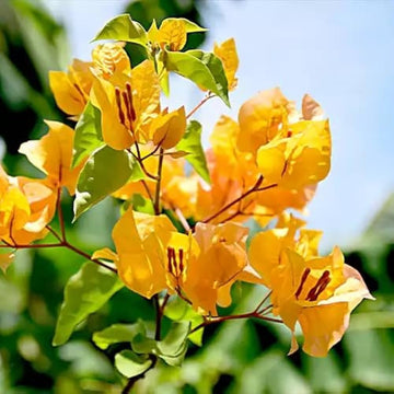 Dark Yellow Bougainvillea Flower Seeds for Planting – Drought Tolerant Heirloom & NonGMO Seeds for Home Garden
 
 Sale