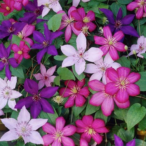 Mixed Clematis Flower Seeds for Planting - Enhance Your Garden's Vertical Beauty