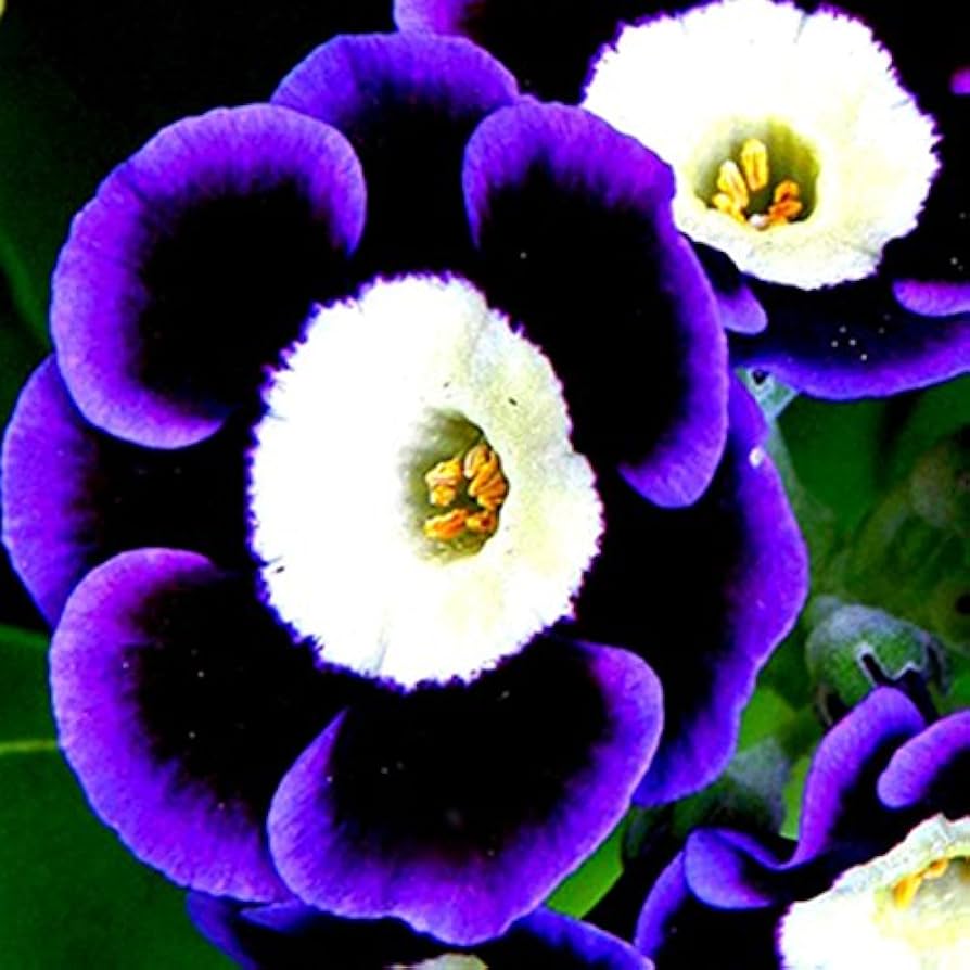 Blue Phantom Petunia Seeds – Heirloom Non-GMO Long Bloom Flowers for Home Garden Planting