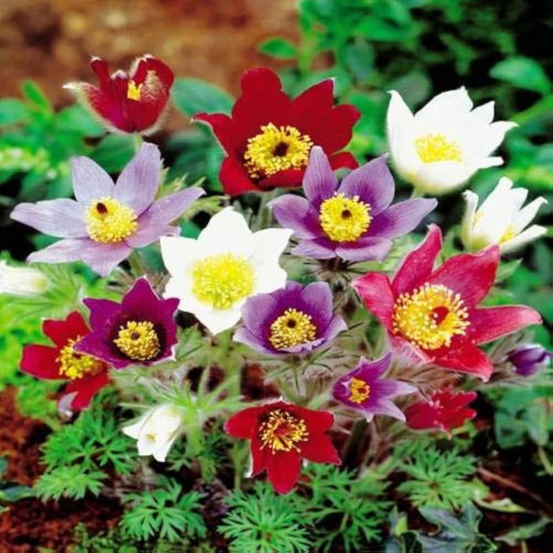 Mixed Anemone Pulsatilla Seeds Flower seeds for Planting Drought Tolerant Heirloom & GMO Free Seeds for Home Garden