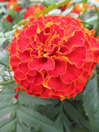 Marigold Ez Wachsen Französisch Doppelte Gelbe Marigold Seeds for Planting flower bed