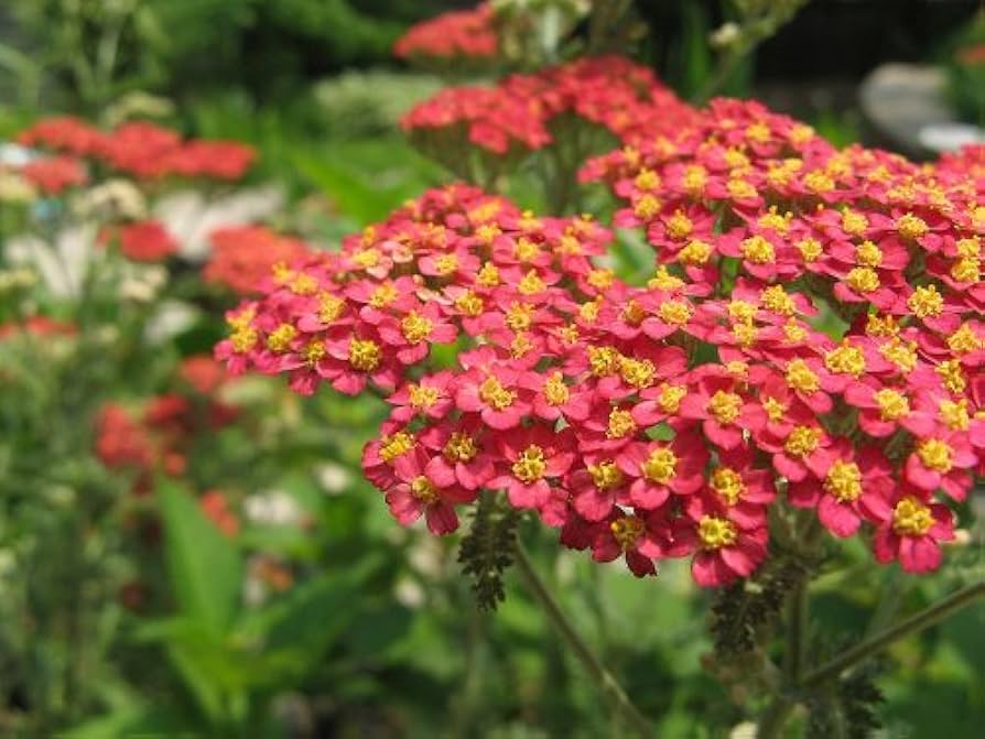 Achillea Red Seeds for Planting home garden flower bed