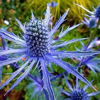Blue Eryngium Flower seeds for Planting - Perfect for Borders, Heirloom & GMO Free Seeds for Home Garden
 
 Sale for planting in home garden.