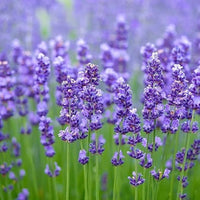Lavender Flower seeds for Planting - Cut Flower Favorite, Heirloom & GMO Free Seeds for Home Garden