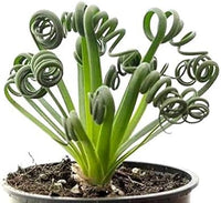 Spiralis Flower seeds for Planting Easy to Grow Heirloom & GMO Free Seeds for Home Garden 
 
 Sale for planting in home garden