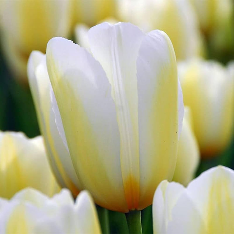 Yellow White Tulip Flower seeds for Planting - Shade Tolerant, Heirloom & GMO Free Seeds for Home Garden