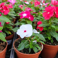 Mixed Periwinkle Flower seeds for Planting Easy to Grow Heirloom & GMO Free Seeds for Home Garden 
 
 Sale