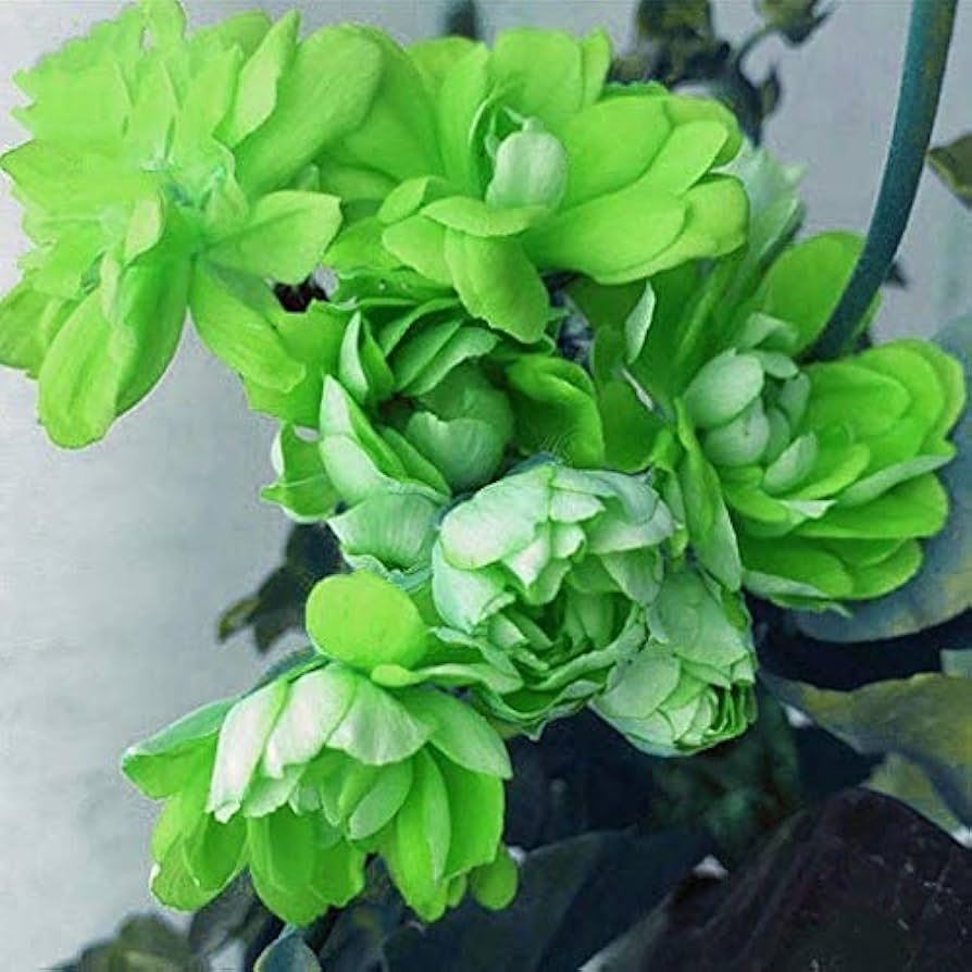 Light Green Geranium Flower Seeds for Planting Cottage Garden Essential Heirloom & GMO Free Seeds for Home Garden
 
 Sale
