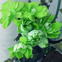 Light Green Geranium Flower Seeds for Planting Cottage Garden Essential Heirloom & GMO Free Seeds for Home Garden
 
 Sale