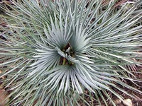 Gray Chamaerops Humilis Flower seeds for Planting - Colorful Display, Heirloom & GMO Free Seeds for Home Garden
 
 Sale for planting in home garden