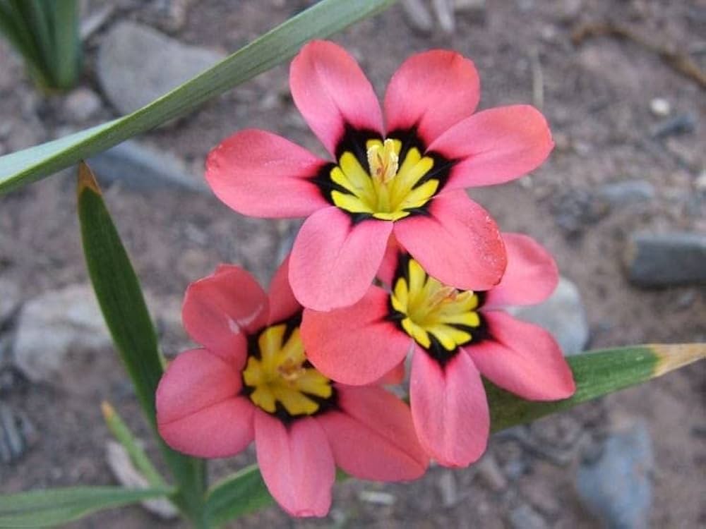Thick Pink Sparaxis Flower seeds for Planting - Colorful Display, Heirloom & GMO Free Seeds for Home Garden
