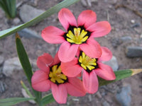 Thick Pink Sparaxis Flower seeds for Planting - Colorful Display, Heirloom & GMO Free Seeds for Home Garden