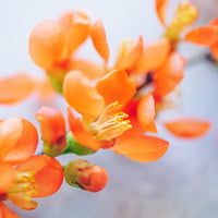 Orange Quince Flower seeds for Planting - Premium Quality, Heirloom & GMO Free Seeds for Home Garden