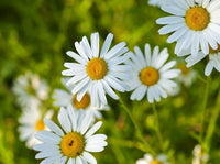 White Perennial Flower Seeds for Easy Planting
