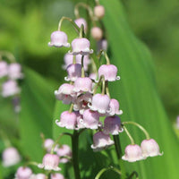 White Purple Bell Orchid Flower seeds for Planting - Drought Tolerant, Heirloom & GMO Free Seeds for Home Garden