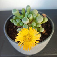 Heirloom Baby Toes Succulent Flower seeds for Planting Premium Quality Heirloom & GMO Free Seeds for Home Garden 
 
 Sale for planting in home garden