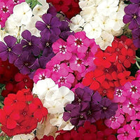 Phlox-Samen Ethnie Mix Flowers Samen
