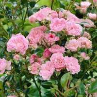 Pale Pink Climbing Rose Flower seeds for Planting - Drought Tolerant, Heirloom & GMO Free Seeds for Home Garden