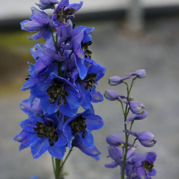 Butterfly mix Delphinium flower seeds for planting