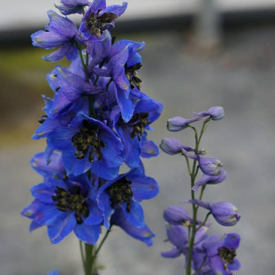 100 Pcs