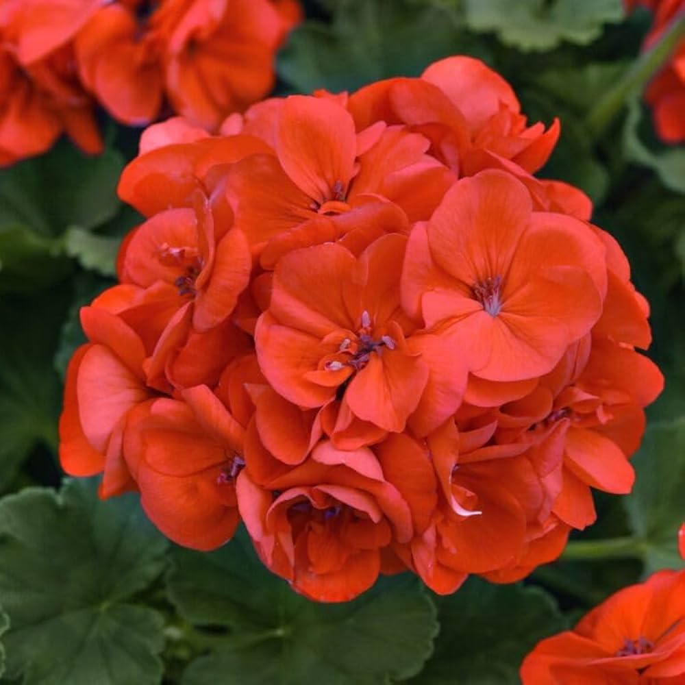 Geranium Light Orange Flower seeds for Planting - Cut Flower Favorite, Heirloom & GMO Free Seeds for Home Garden