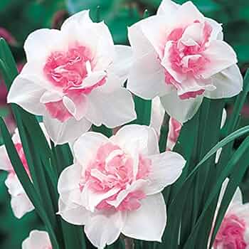 Pink White Narcissus Flower seeds for Planting - Cut Flower Favorite, Heirloom & GMO Free Seeds for Home Garden
