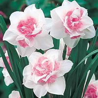 Pink White Narcissus Flower seeds for Planting - Cut Flower Favorite, Heirloom & GMO Free Seeds for Home Garden