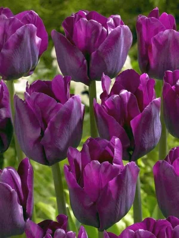 Deep Purple Tulip Flower seeds for Planting Bright Blooms Heirloom & GMO Free Seeds for Home Garden