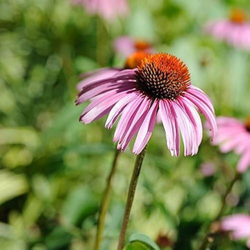 Pink ConeFlower seeds for Planting - Easy to Grow, Heirloom & GMO Free Seeds for Home Garden