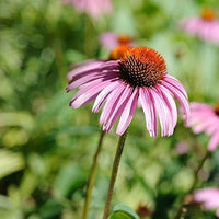 Clutch Coneflower Echinacea purpurea Seeds for Planting wildflower butterfly garden