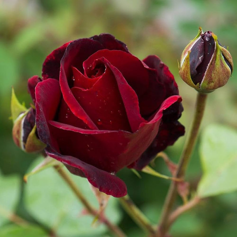 Maroon Rose Seeds for Planting - Grow Elegant Bold Roses in Your Garden