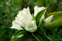 White (White Gentian) seeds for planting in home garden