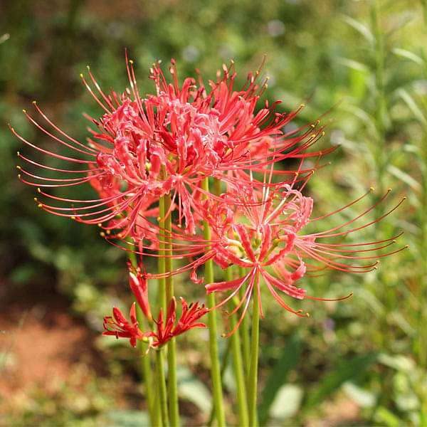 Lycoris Flower seeds for Planting - Hardy Variety, Heirloom & GMO Free Seeds for Home Garden