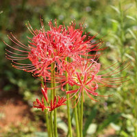 Lycoris Flower seeds for Planting - Hardy Variety, Heirloom & GMO Free Seeds for Home Garden