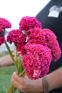 Celosia Century Rose Seeds for Planting Flower Beds and Summer Borders