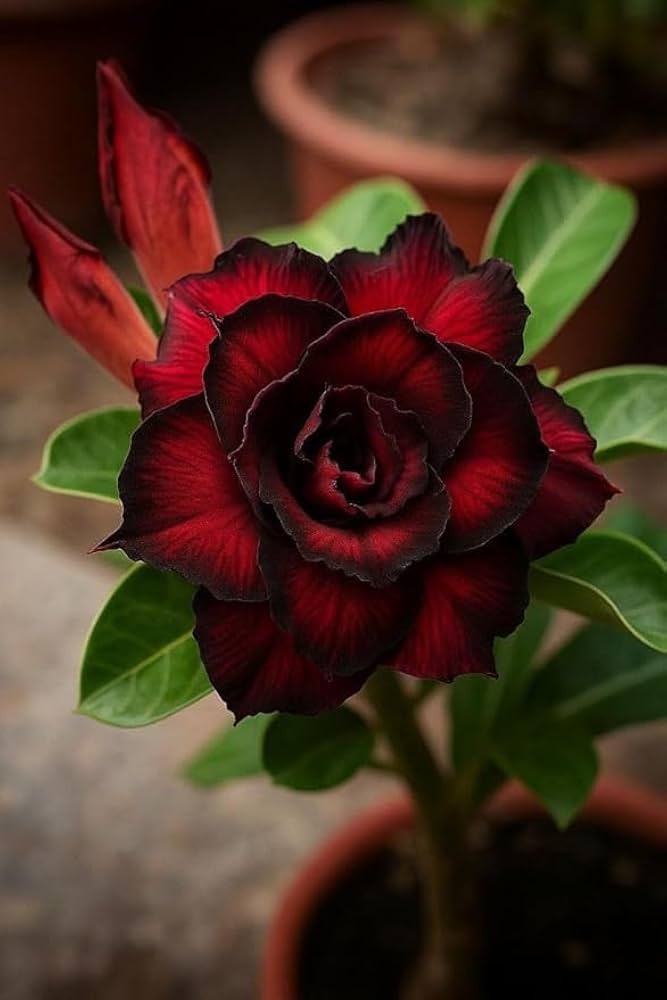 Red Black Adenium Flower Seeds – Pollinator Friendly Heirloom & NonGMO Seeds for Home Garden
 
 Sale
