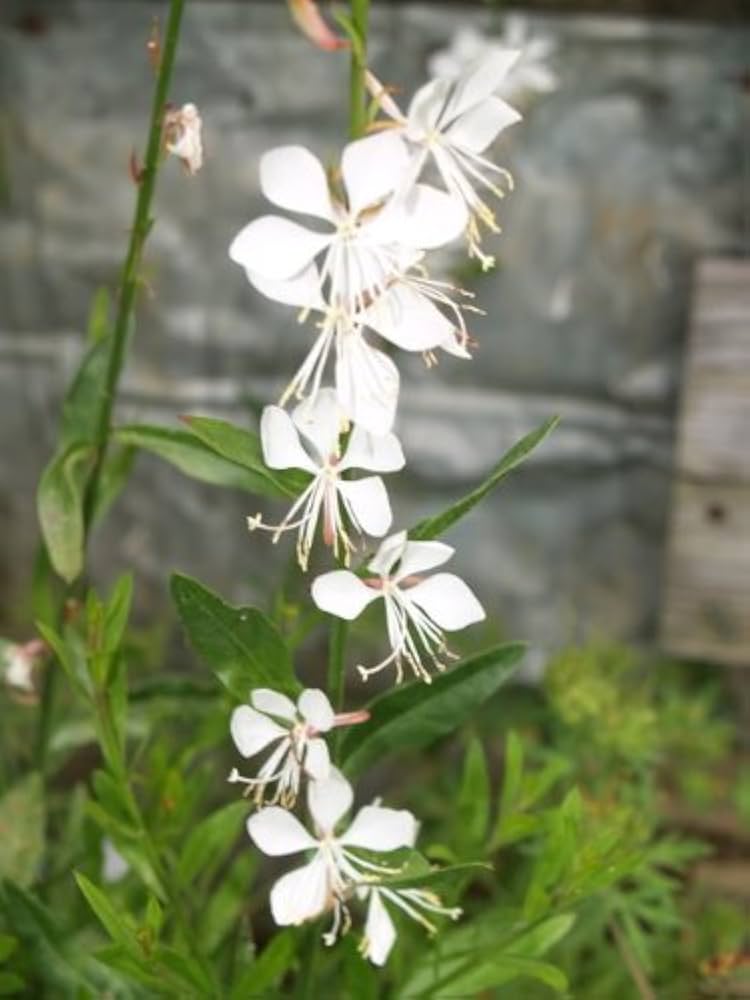 Gaura Whirling Mariposas Flower Seeds - Flower seeds for Planting - Hardy Variety, Heirloom & GMO Free Seeds for Home Garden