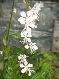 Gaura Whirling Mariposas Flower Seeds - Flower seeds for Planting - Hardy Variety, Heirloom & GMO Free Seeds for Home Garden